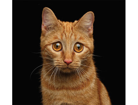 je-suis-trop-sensible