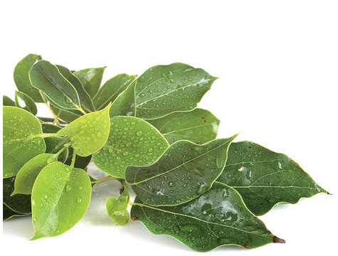 ravintsara-huile-essentielle